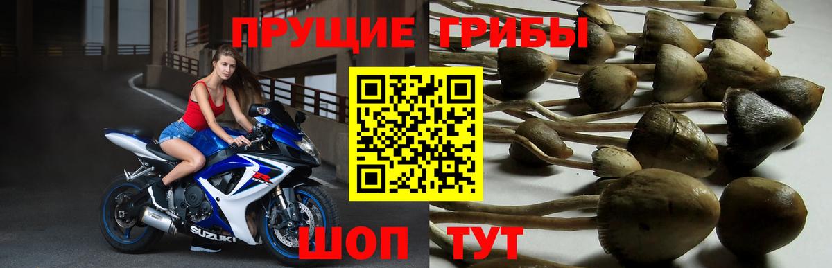 Галлюциногенные грибы Psilocybe Домодедово